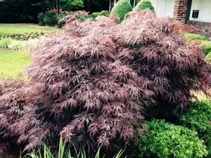 JAPANESEMAPLE2.jpg
